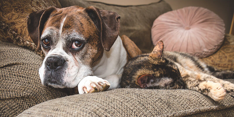 Observar tumores en perros y gatos de cierta edad