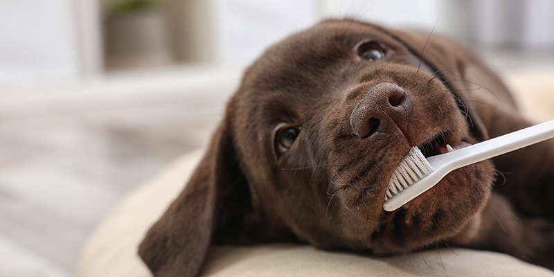 La importancia de la salud oral en perros y gatos