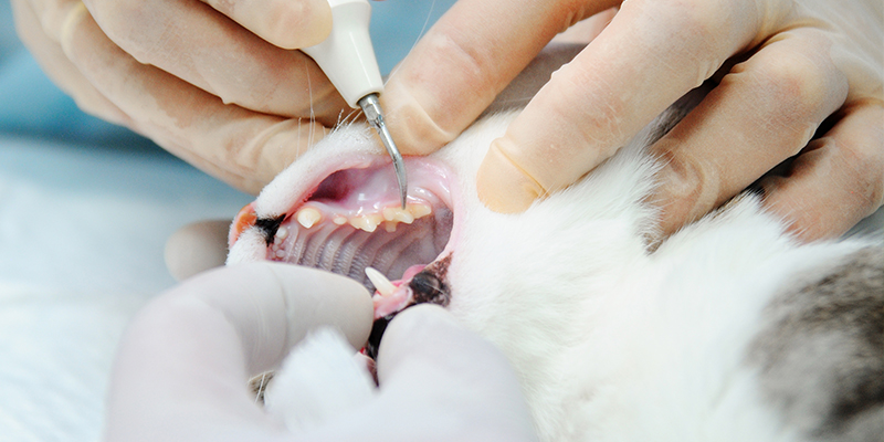 Limpieza dental en gatos