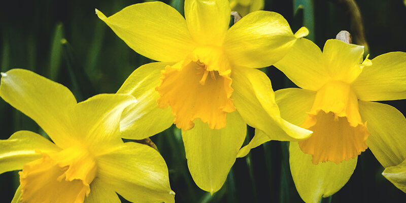 Planta tóxica Narciso
