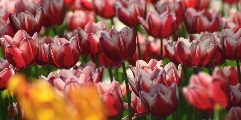 Planta tóxica Tulipán