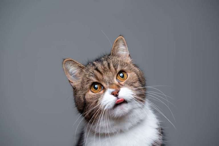 gato lengua fuera